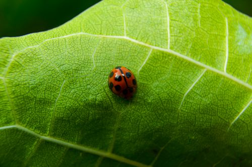 Free A vibrant ladybug perched on a green leaf with a detailed view of its natural habitat. Stock Photo