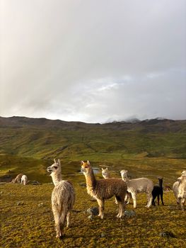 A group of alpacas grazing peacefully on a lush Andean landscape under a soft cloudy sky.