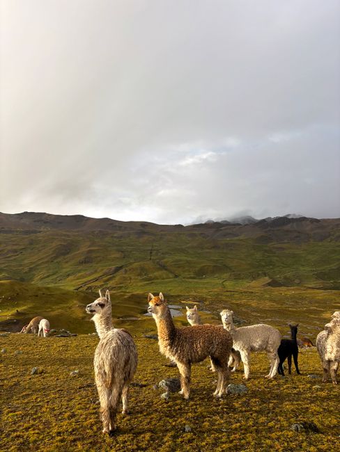 A group of alpacas grazing peacefully on a lush Andean landscape under a soft cloudy sky.