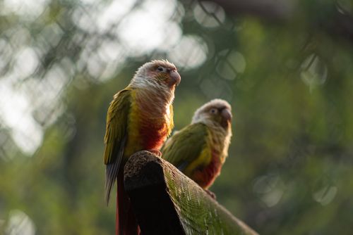 Free Two colorful parrots perched on a wooden branch outdoors with blurred greenery background. Stock Photo