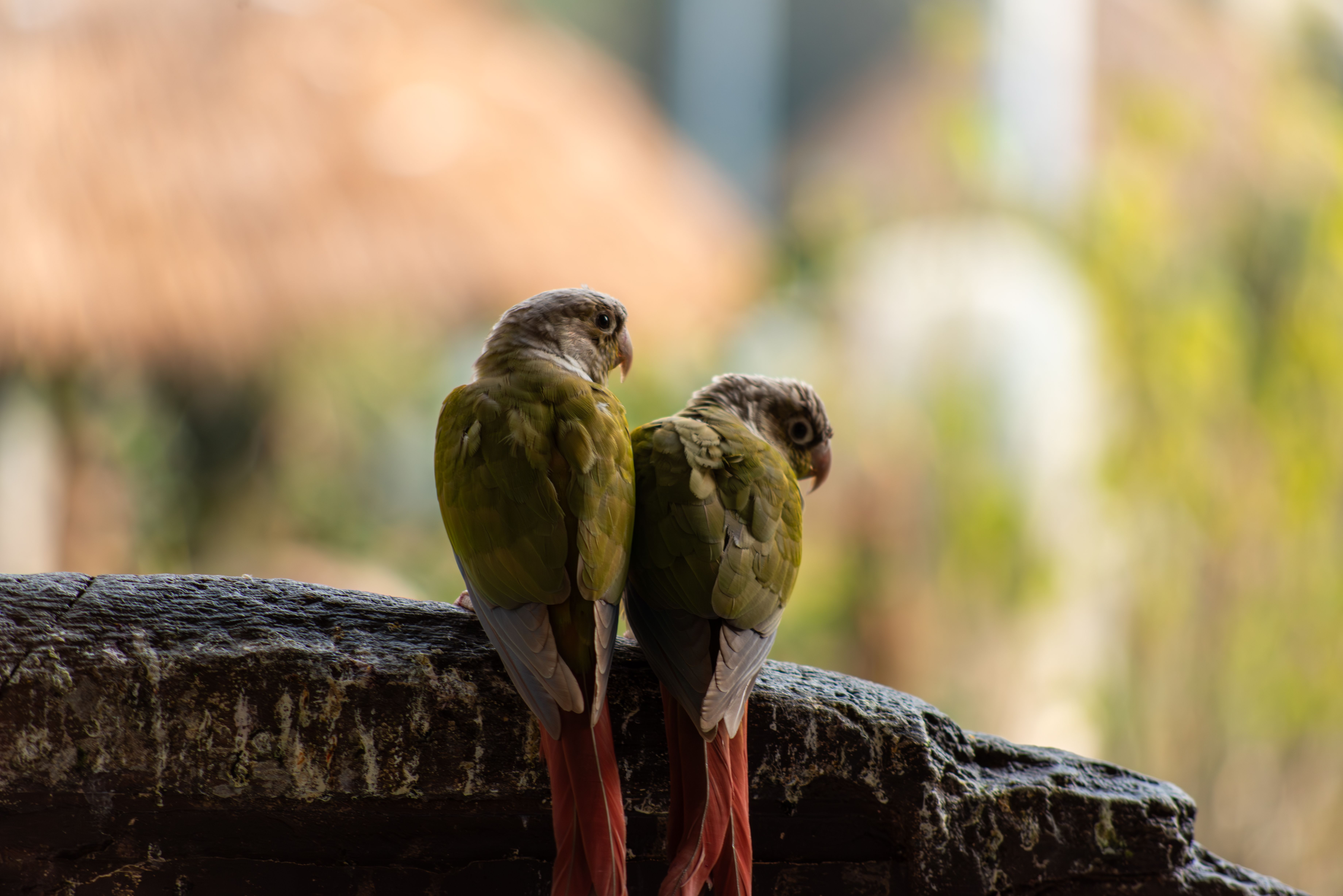 How Feathers Are Replaced and Maintained
