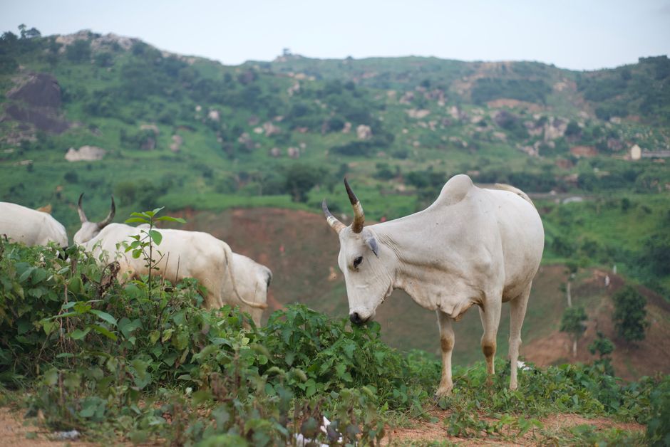 Well-conditioned zebu cattle grazing lush green pasture in the hills of Abuja, Nigeria — the abundant standing feed you grow and conserve before the dry season.