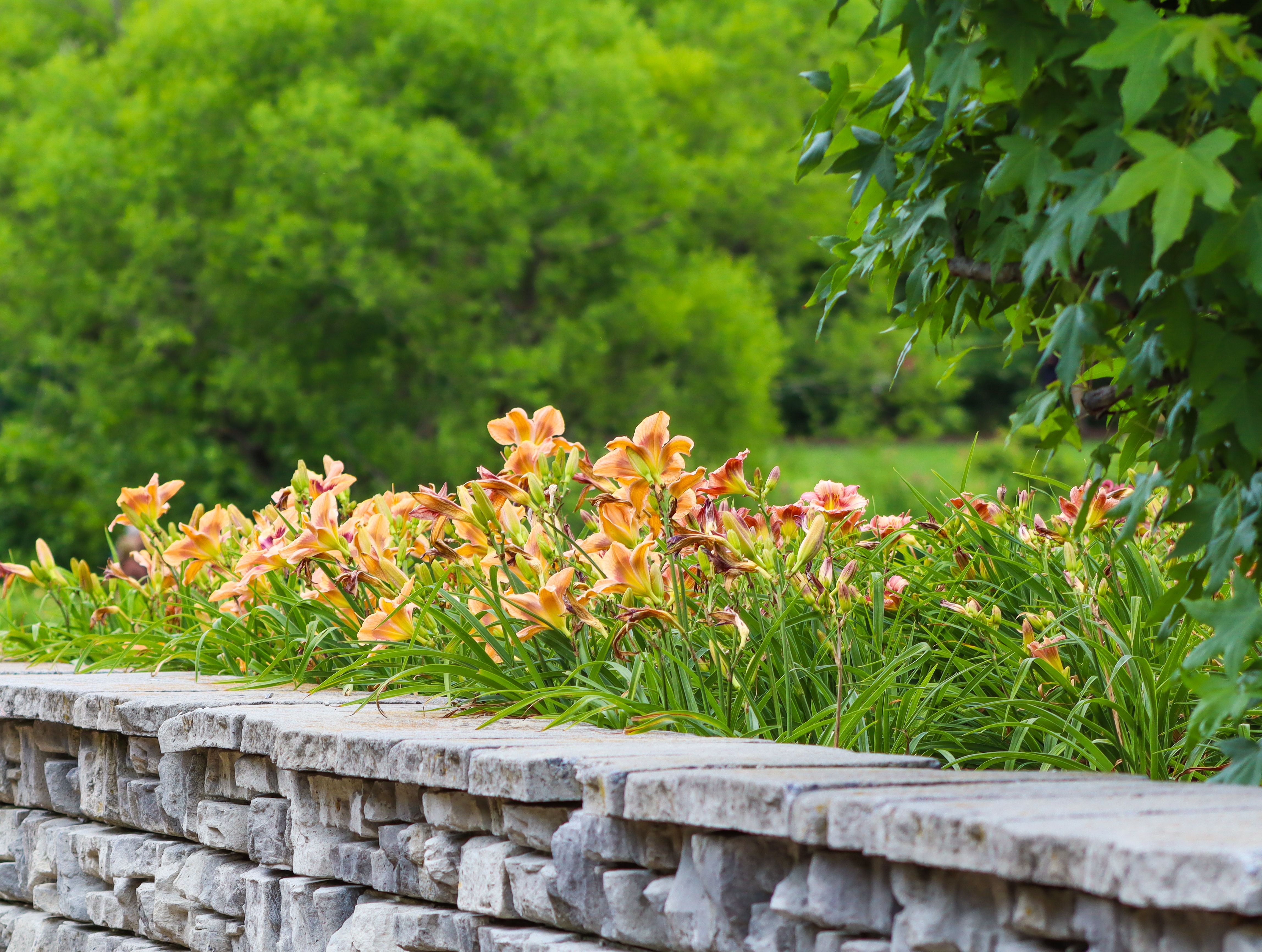 Vibrant orange lilies blooming over a rustic stone retaining wall in a lush green park, showcasing natural summer landsc