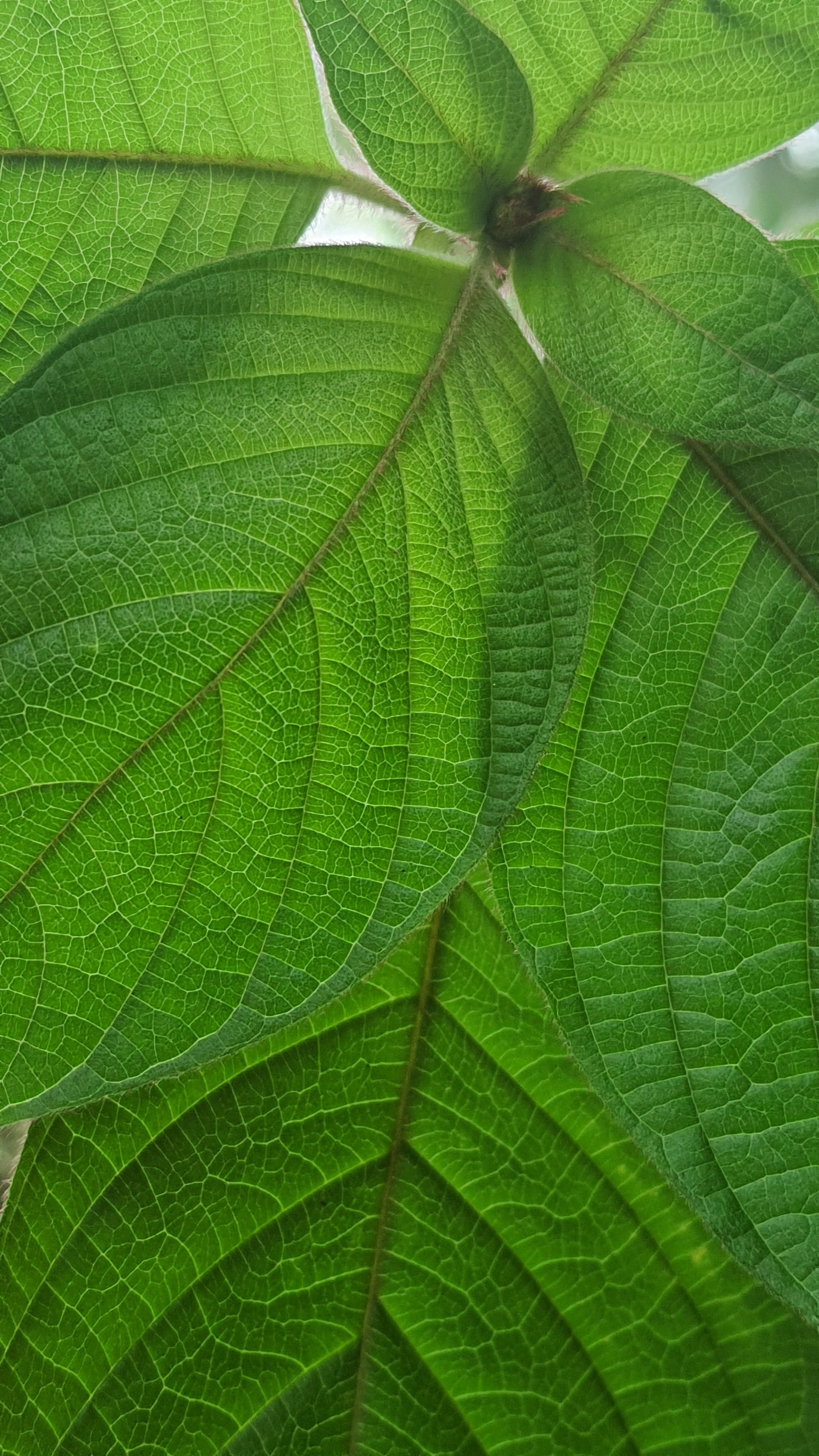 Fotomural Fotolia