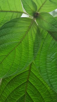 Detailed close-up photo of vivid green leaves showcasing intricate vein patterns.