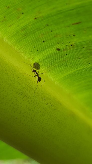 Fotomural Fotografía macro que captura una hormiga sobre una hoja de color verde brillante, resaltando los detalles de la naturaleza.