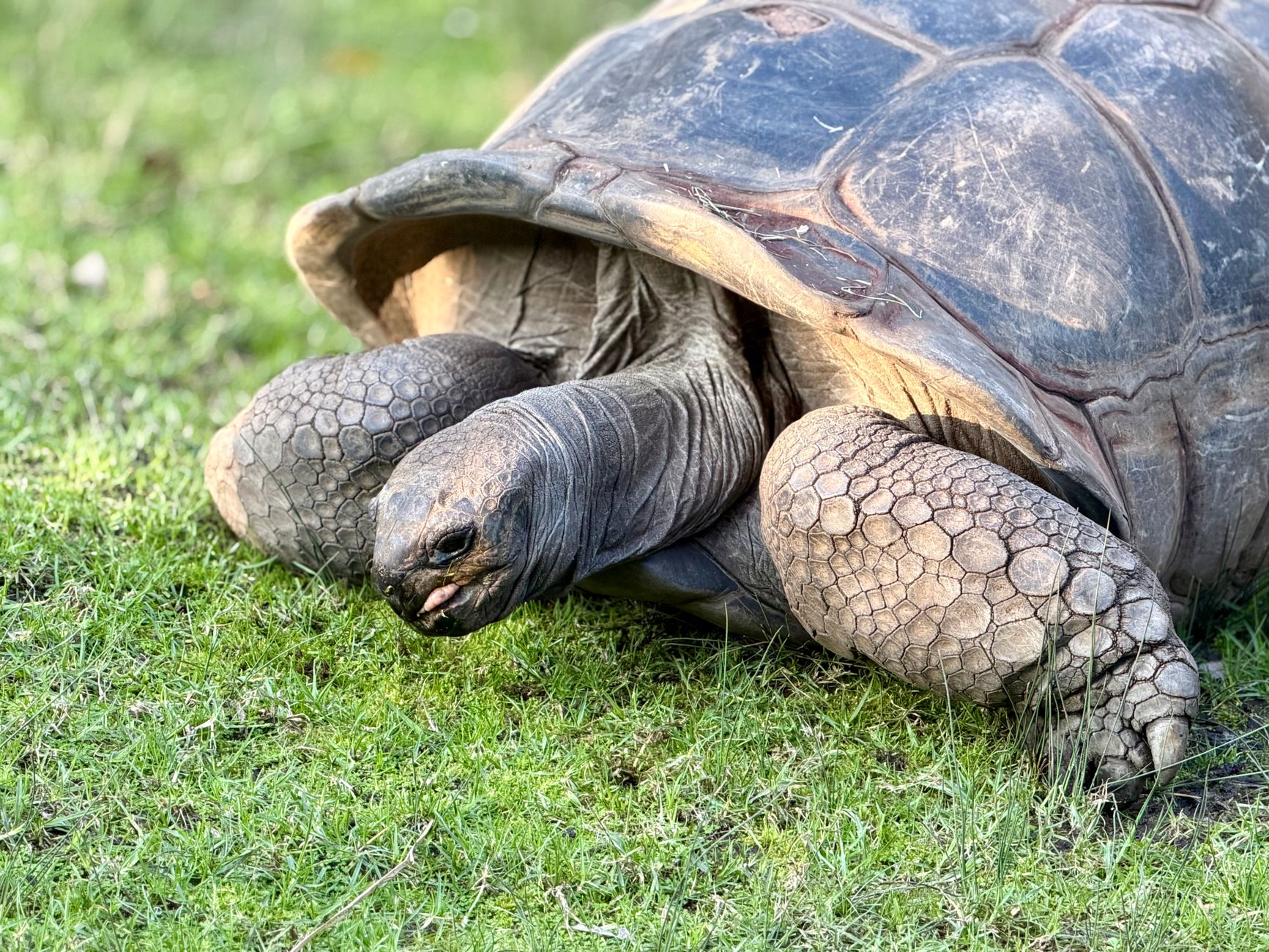 Detailed image of a giant tortoise roaming on grass in Parkville, Victoria, Australia.