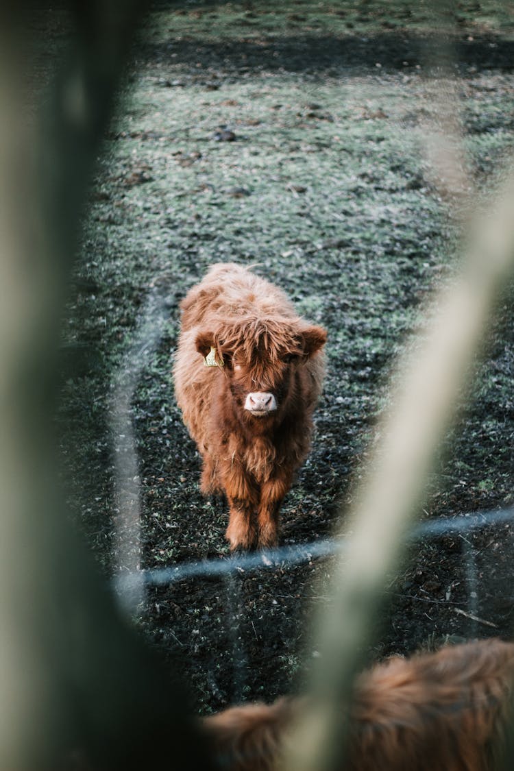 Highland Cattle On Grass