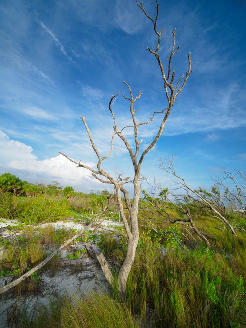 Free A striking bare tree on a sandy beach under a vibrant blue sky, suggesting resilience and nature's beauty. Stock Photo
