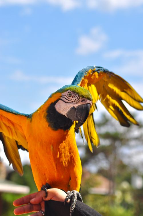 Free A stunning Blue and Gold Macaw spreading its wings outdoors, captured in vivid detail. Stock Photo
