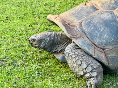Free Close-up of a Galapagos tortoise on green grass in Parkville, Victoria. Stock Photo