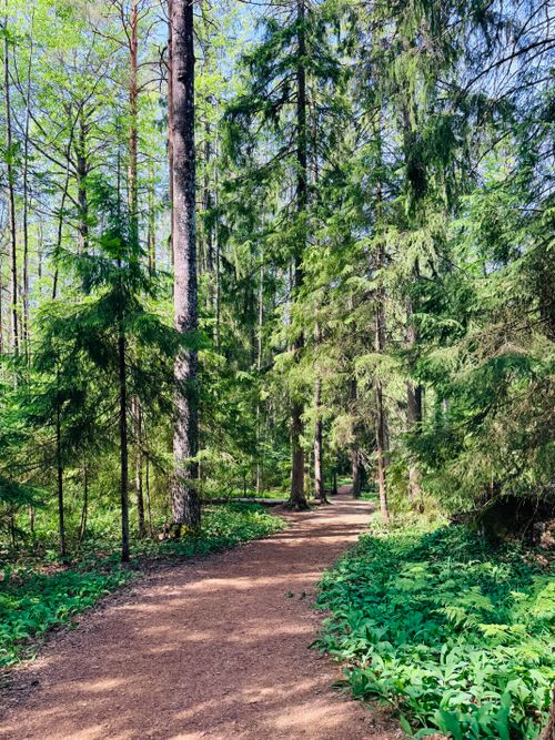 Free Peaceful forest path surrounded by lush green trees in early spring, perfect for a nature walk. Stock Photo