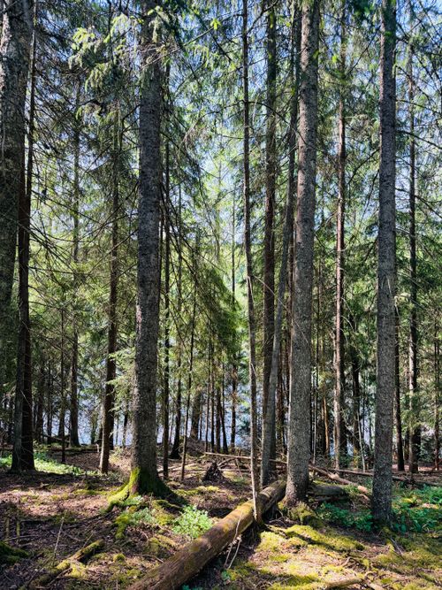 Free Sunlit forest with tall pine trees and green moss, perfect for nature lovers. Stock Photo