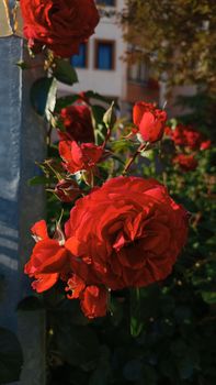 Vibrant red roses blooming in sunlight, showcasing rich texture and color against a blurred urban backdrop.