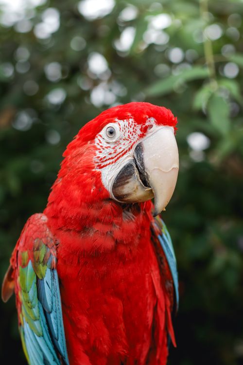 Free Close-up of a colorful Scarlet Macaw (Ara macao) in Buin, Chile's lush outdoors. Stock Photo