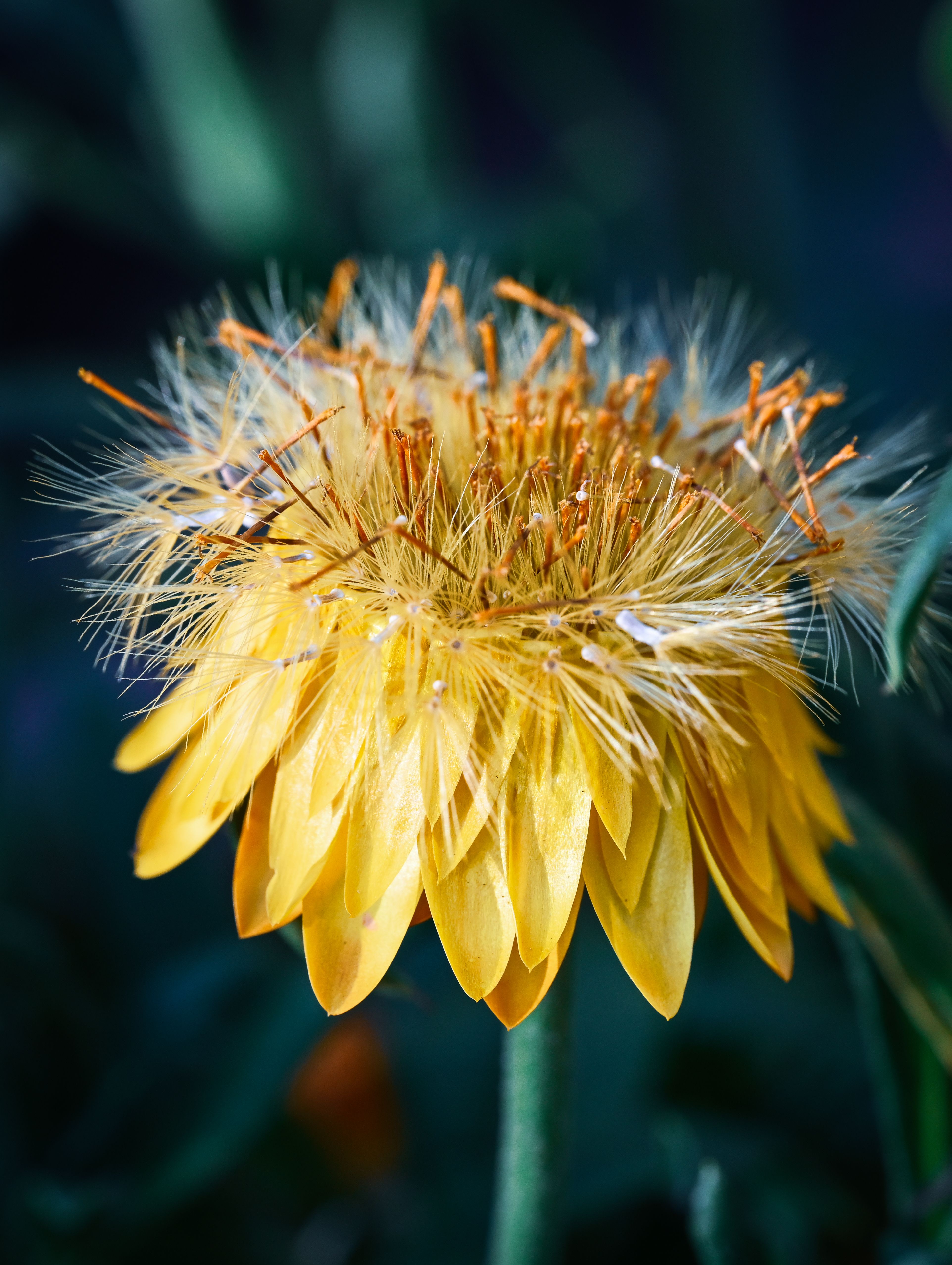 [ColoSach]-detailed-macro-image-of-a-vibrant-yellow-flower-with-intricate-textures,-radiating-beauty.