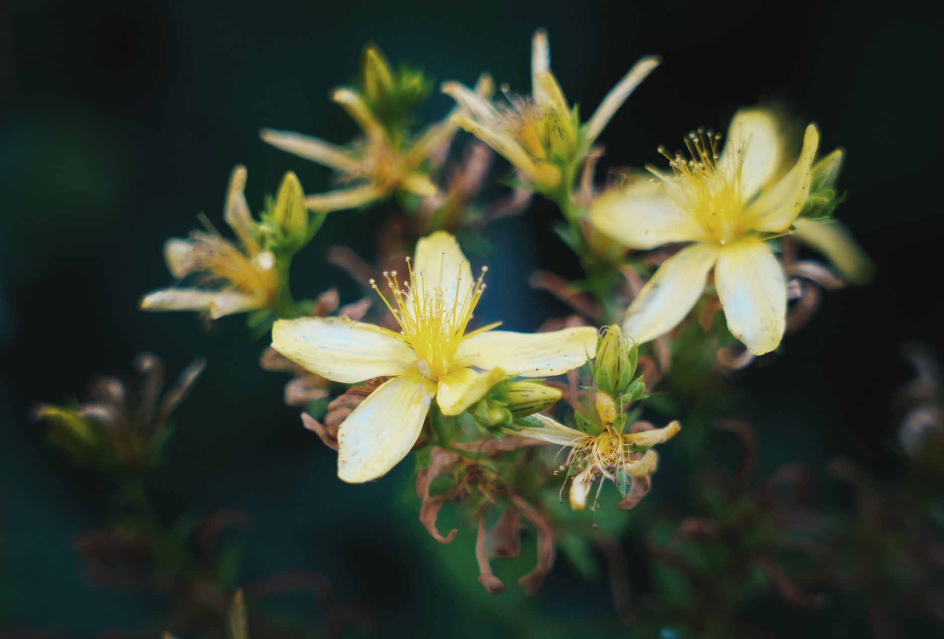 Detailed shot of blooming yellow St. John's Wort flowers with dark background, emphasizing natural beauty.