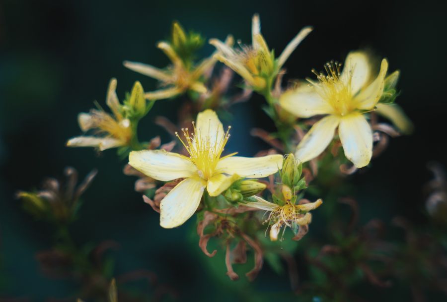 Yellow flowers in bloom photographed close up outdoors