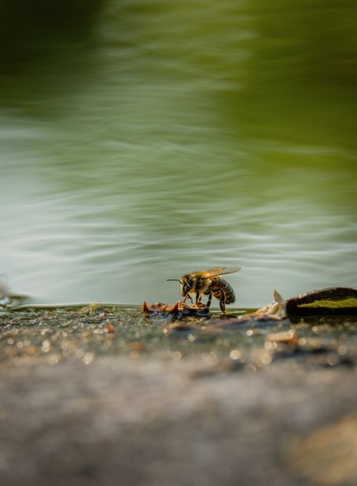 Free A close-up shot of a honeybee near a water surface with a blurred green background. Stock Photo