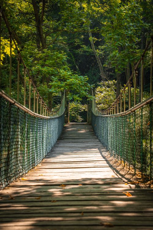 Free Explore the serenity of a suspension bridge enveloped by lush green forest in Bursa, Türkiye. Stock Photo