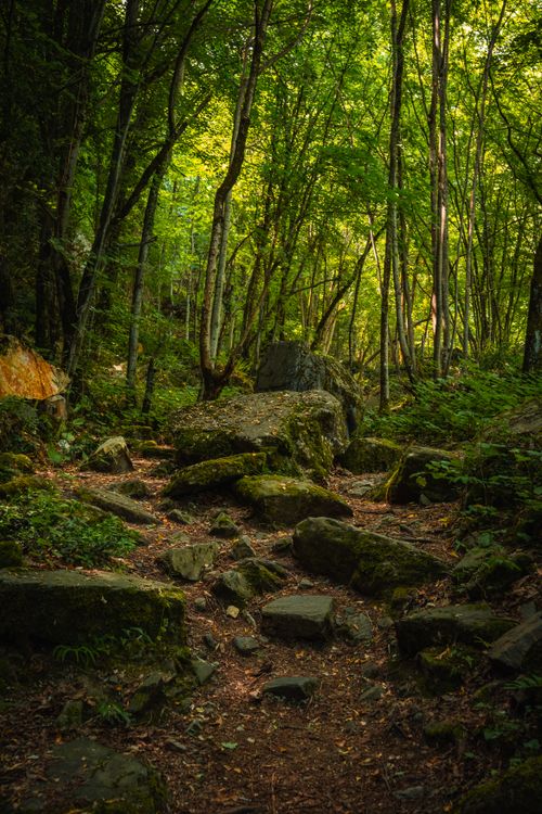 Free Tranquil forest path surrounded by vibrant greenery, ideal for nature lovers and outdoor explorers. Stock Photo
