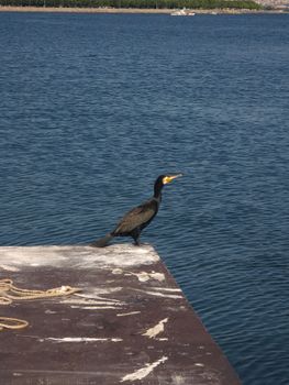 A black cormorant perches on a pier by the water in İstanbul, Türkiye.