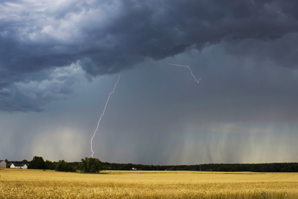 Intense lightning storm over a rural wheat field, capturing dramatic skies and weather. Illustrative editorial photograph.