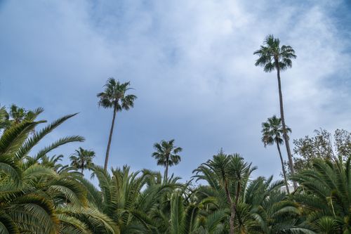 Free Lush palm trees reaching up to a clear blue sky in Rabat, Morocco. Stock Photo