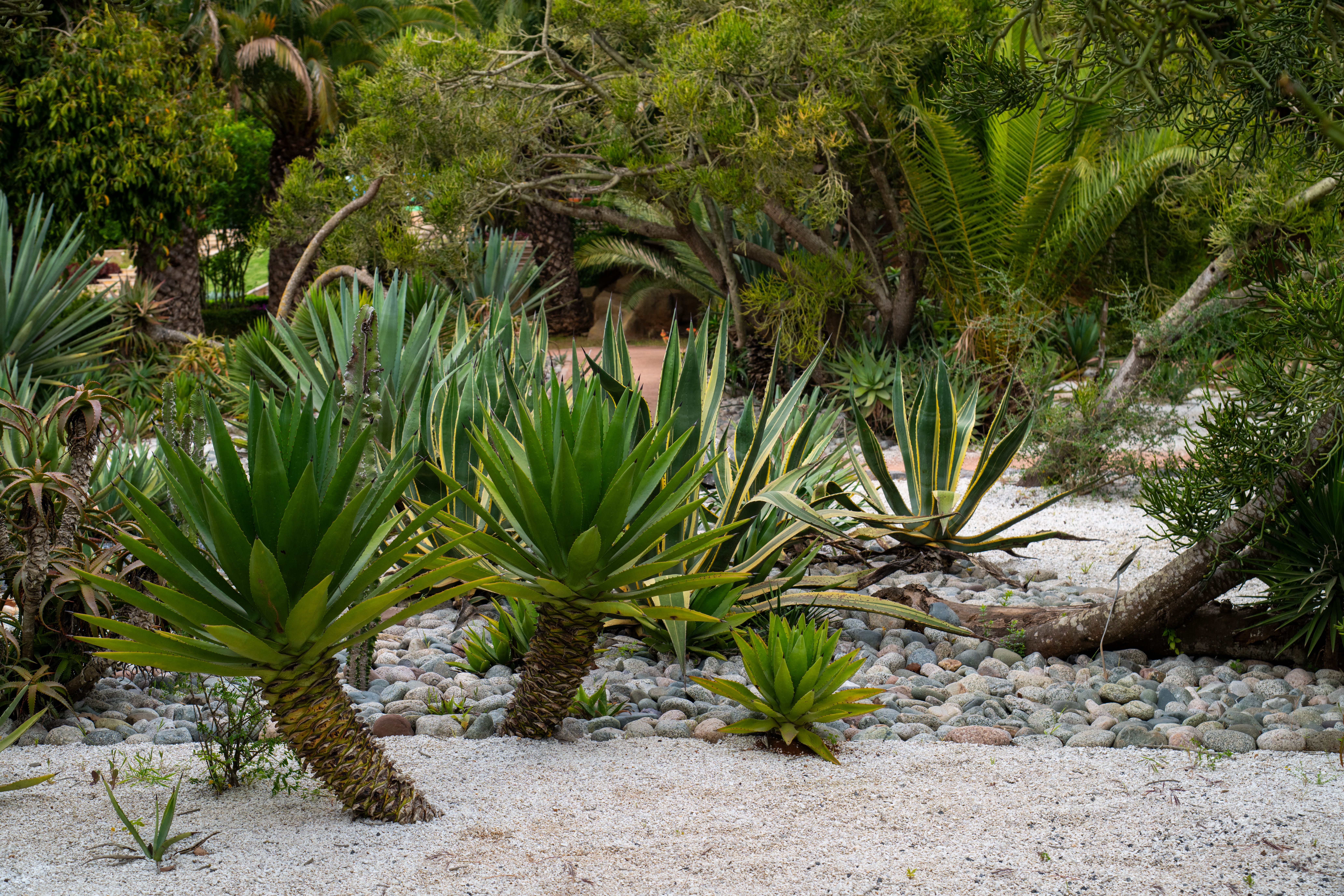 Tropische planten in een levendige exotische tuin.