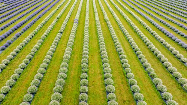 Stunning aerial shot of a symmetrical lavender field showcasing vibrant purple lavender rows.. stunning, aerial, shot