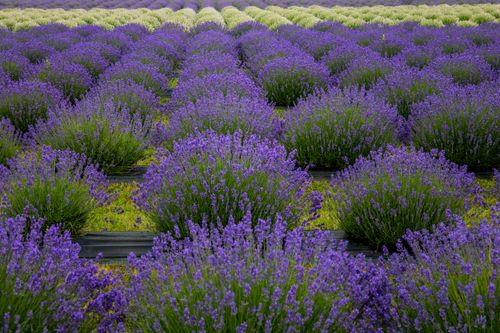 Free A vibrant lavender field in full bloom during summer, showcasing rows of purple flowers. Stock Photo