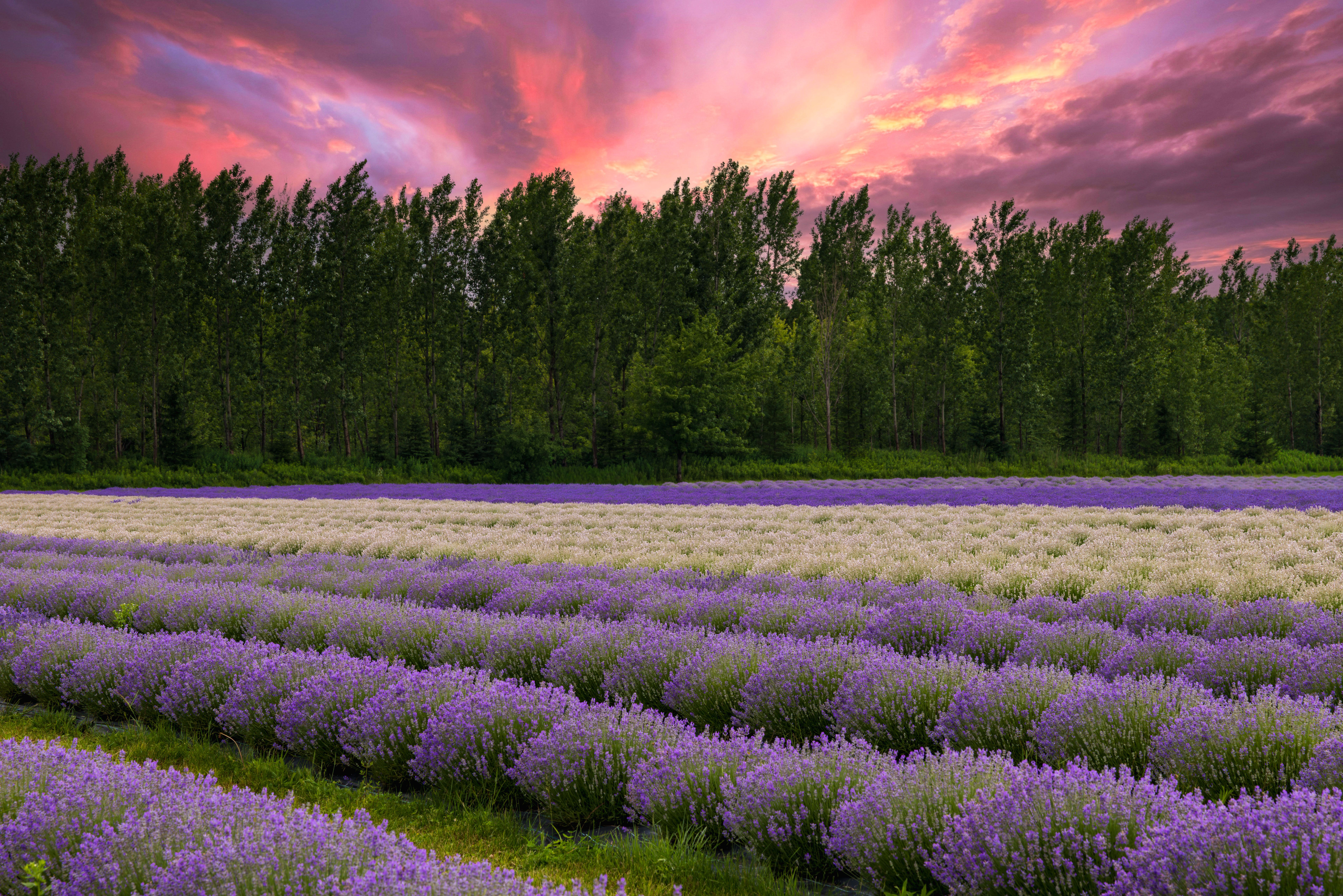 Vibrant lavender rows under a dramatic sunset sky, offering natural beauty and serenity.. vibrant, lavender, rows