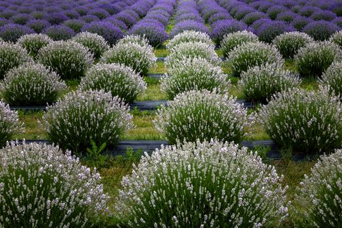 Free A vibrant lavender field with blooming flowers in neat rows, showcasing nature's beauty. Stock Photo