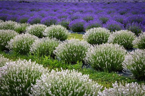 Free A beautiful lavender field with vibrant purple and white blooms in full summer display. Stock Photo