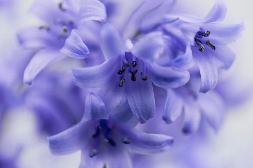 Free Vibrant close-up of bluebells showcasing nature's beauty in England. Stock Photo