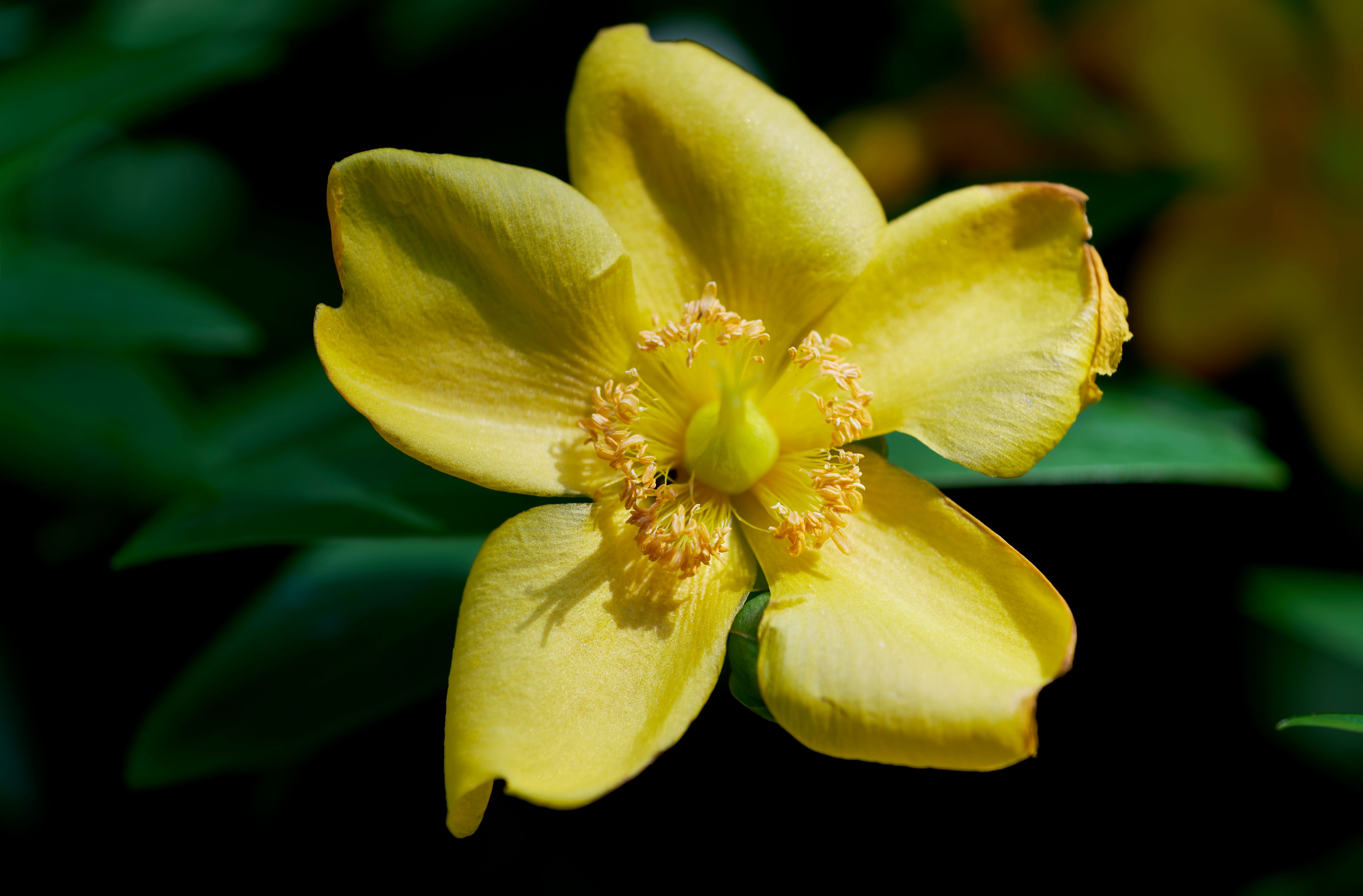 St. John's wort Plant Profile