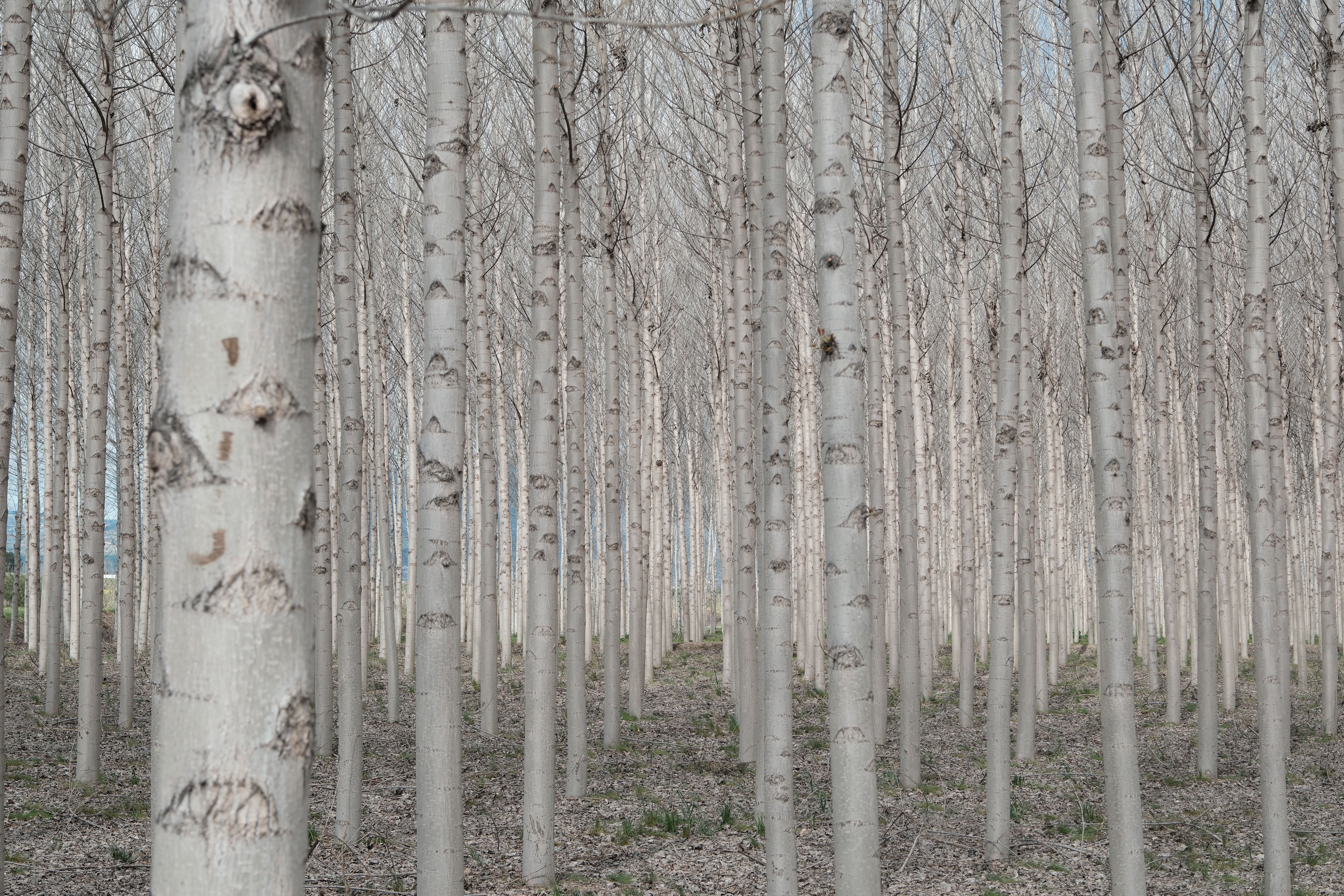 Fotomural Una vista tranquilizadora de un denso bosque de abedules en España que muestra simetría natural y tranquilidad.