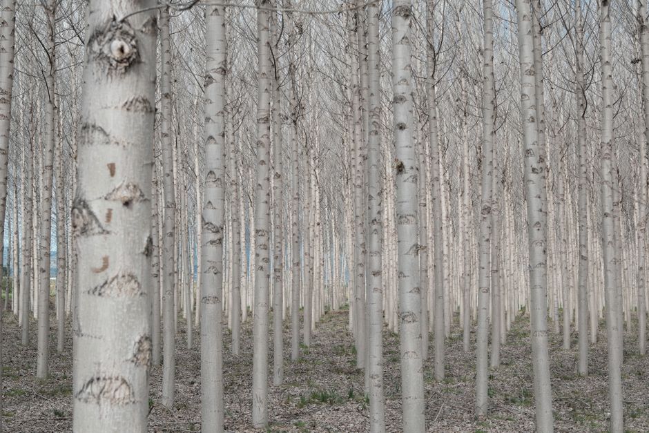 Fotomural Una vista tranquilizadora de un denso bosque de abedules en España que muestra simetría natural y tranquilidad.