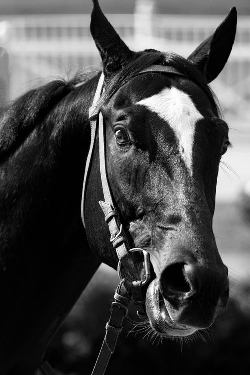 Free Close-up black and white portrait of a horse with a bridle, showing its unique facial markings. Stock Photo