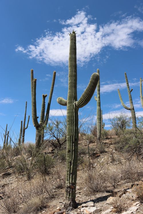 Free A scenic view of towering saguaro cacti against a blue sky in Tucson, Arizona. Stock Photo