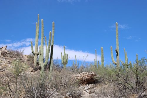 Free Saguaro cacti in the Sonoran Desert near Tucson, Arizona under a bright blue sky. Stock Photo