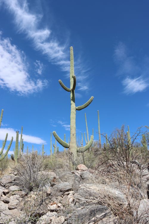 Free Tall saguaro cactus under a clear blue sky in the rocky terrain of Tucson, Arizona. Stock Photo
