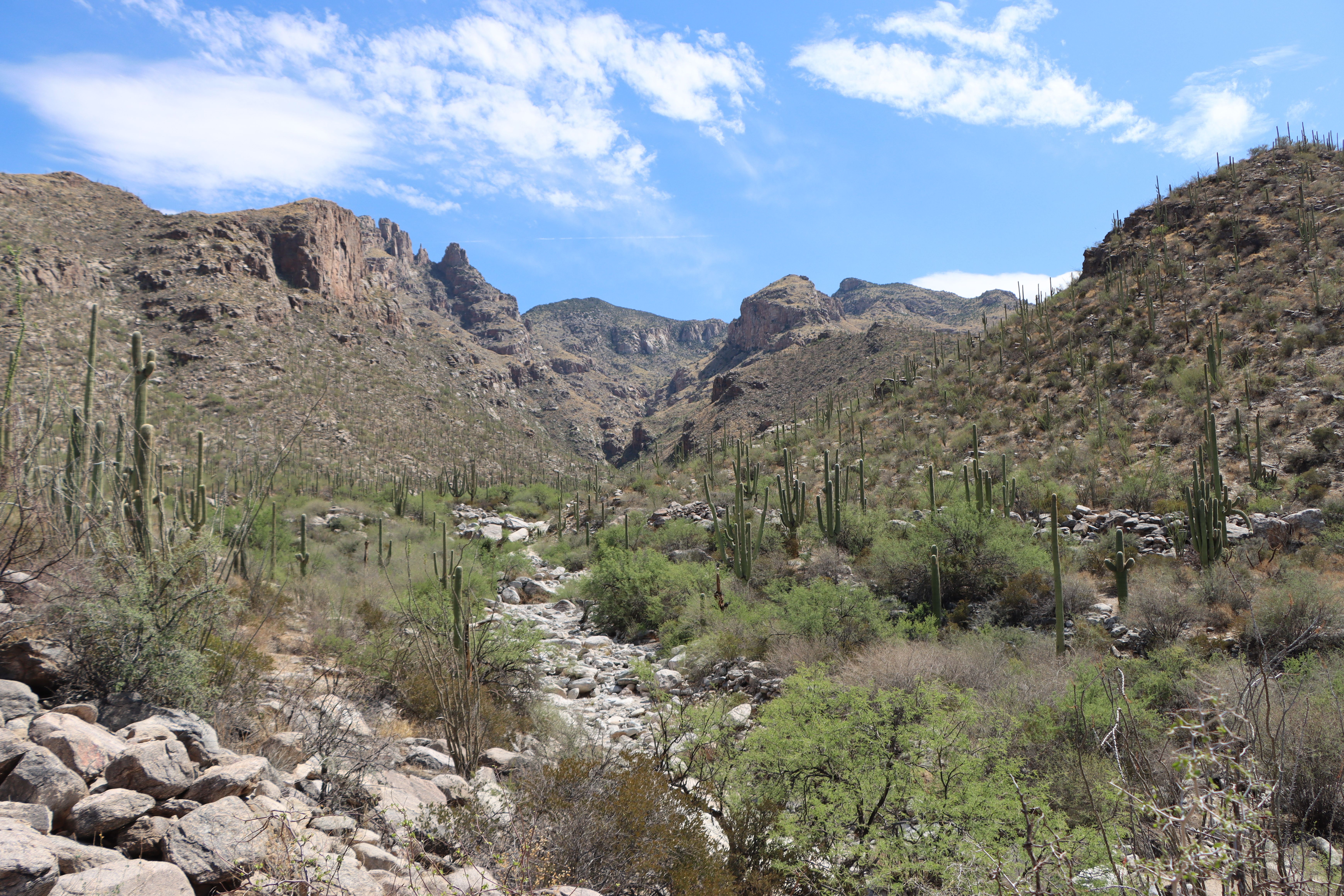 Expansive view of the Sonoran Desert near Tucson, Arizona, showcasing rugged terrain and saguaro cacti under a blue sky.