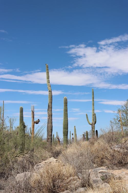 Free Sunny day in Tucson, Arizona featuring iconic saguaro cacti under a clear blue sky. Stock Photo