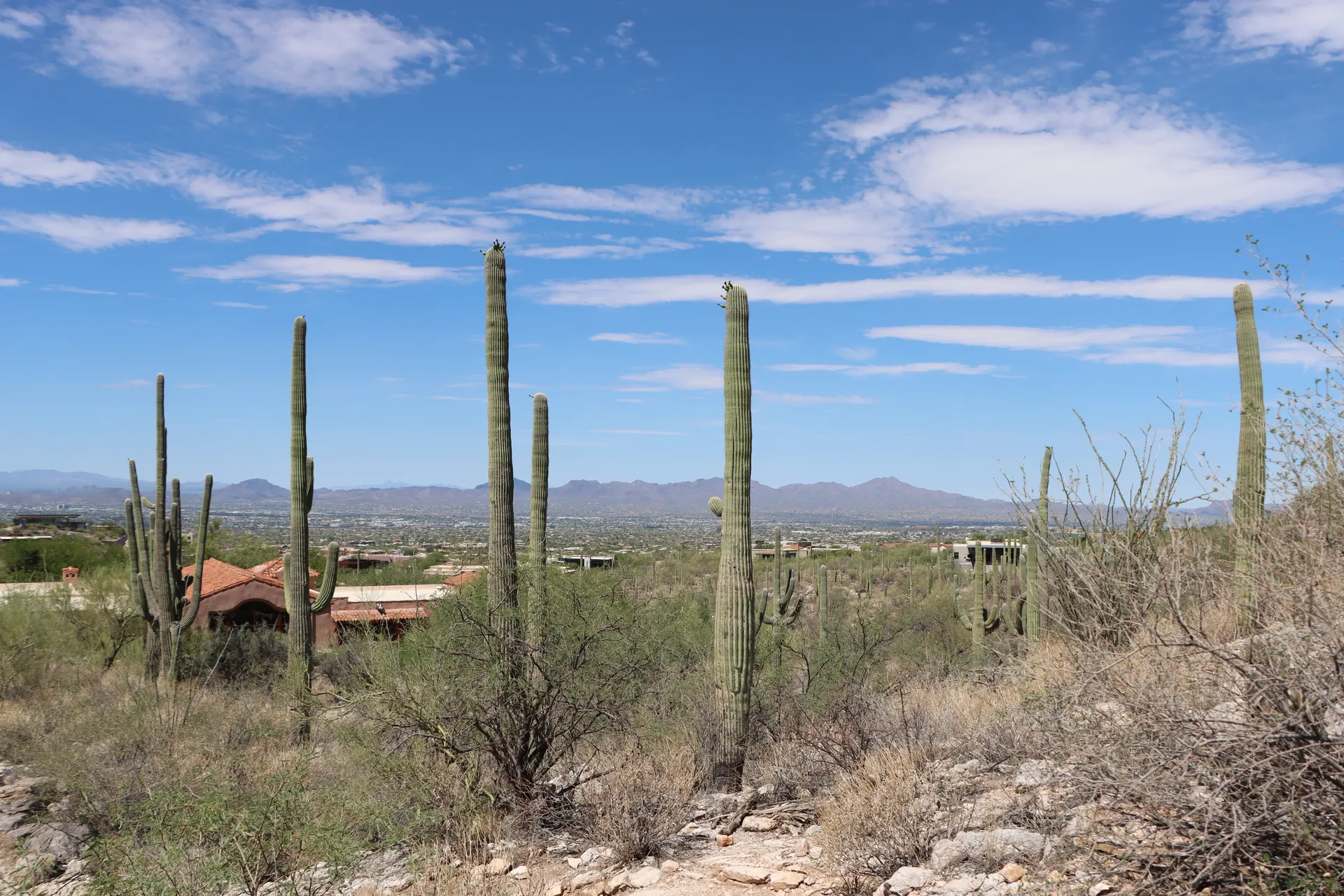 A view of saguaro cacti under a sunny sky in Tucson, Arizona with mountains in the background. A view of saguaro cacti under a sunny sky in Tucson, Arizona with mountains in the background.