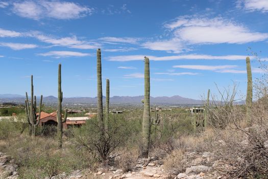 A breathtaking view of saguaro cacti under a sunny sky in Tucson, Arizona with mountains in the background.