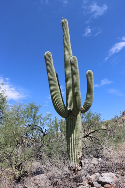 Free A towering saguaro cactus in Tucson's sunny Sonoran Desert under a clear blue sky. Stock Photo