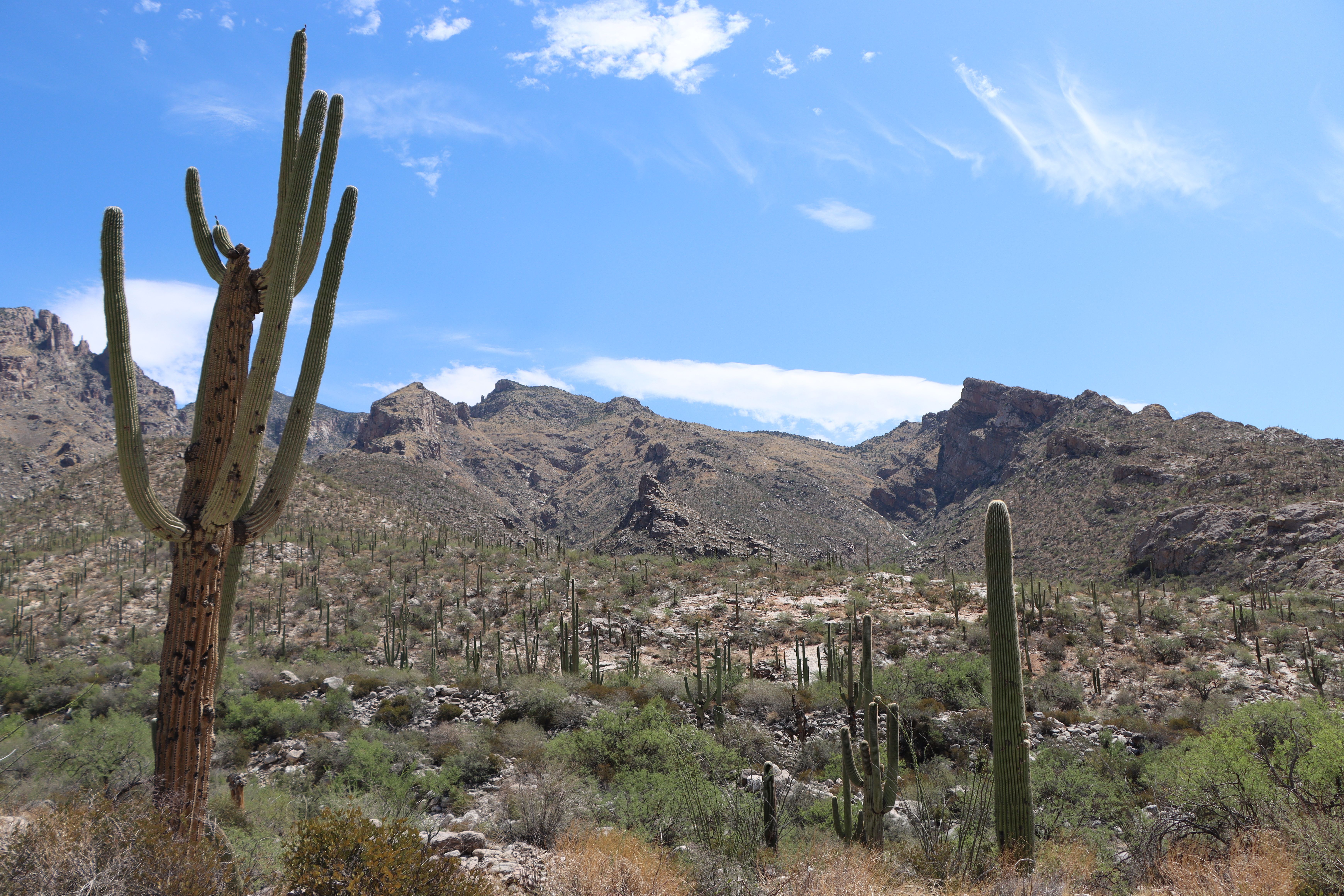 A breathtaking view of saguaro cacti in Tucson's Sonoran Desert under a clear blue sky.