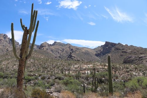 Free A breathtaking view of saguaro cacti in Tucson's Sonoran Desert under a clear blue sky. Stock Photo