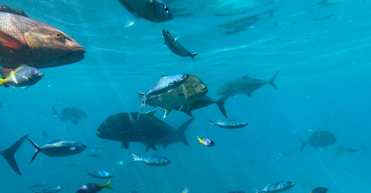 Saint Lucia Scuba Diving — Caribbean travel guide